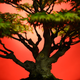 Illustration for article titled Owners of Stolen Bonsai Trees Beg Thieves to Please Not Let Them Die